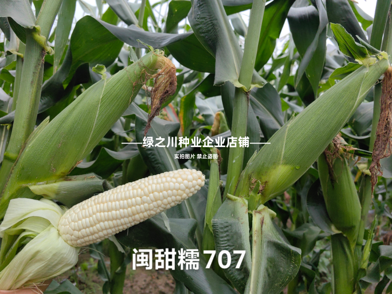 矮杆早熟甜糯玉米种子闽甜糯707甜加糯玉米种子国审大棒