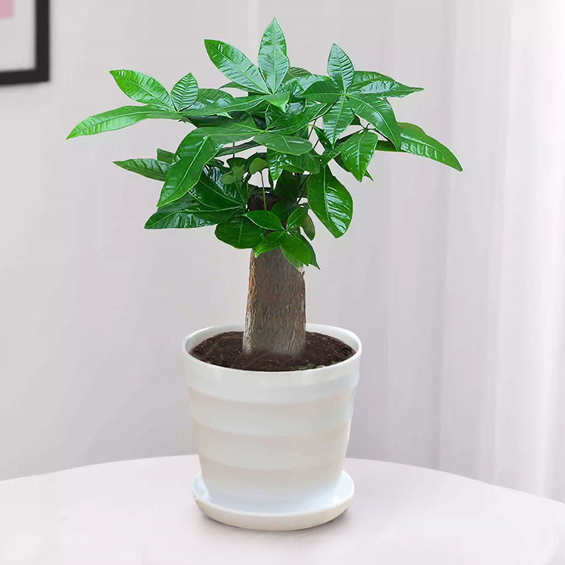 发财树盆栽室内客厅植物花卉土养小盆景绿植办公室招财陶瓷小