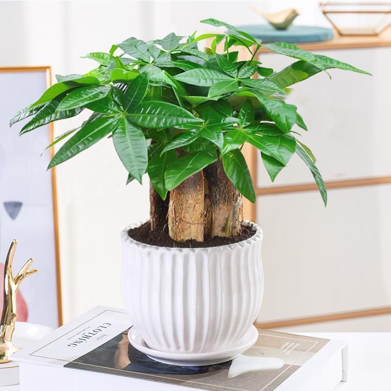 发财树盆栽室内客厅植物花卉土养小盆景绿植办公室招财陶瓷小