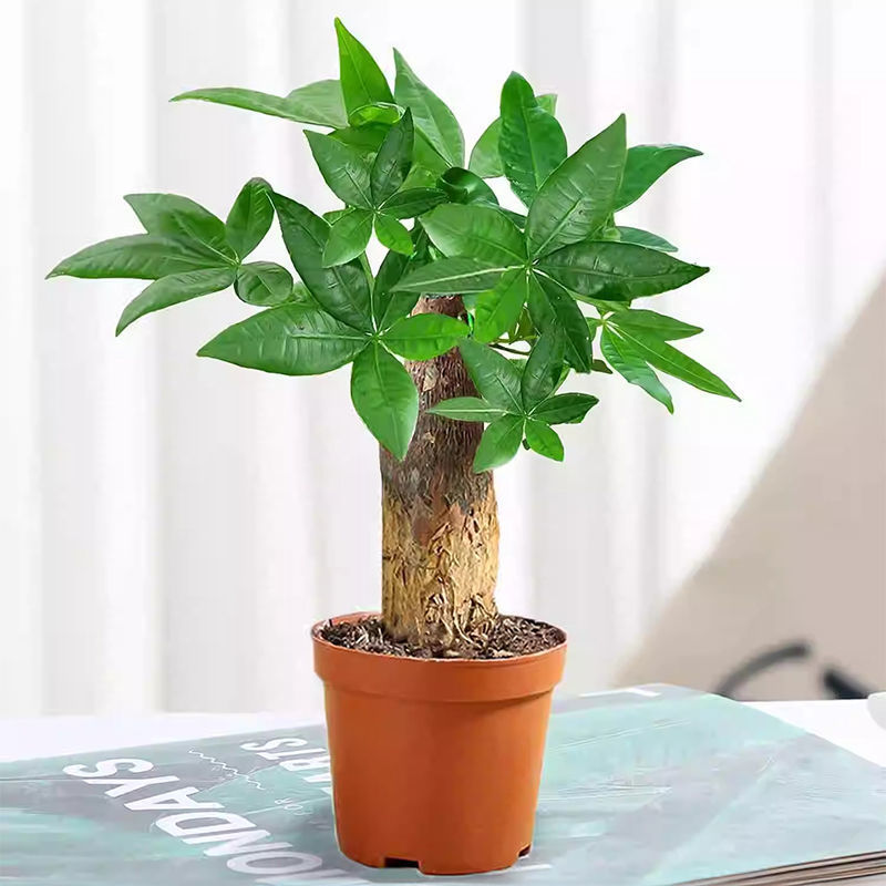 发财树盆栽室内客厅植物花卉土养小盆景绿植办公室招财陶瓷小