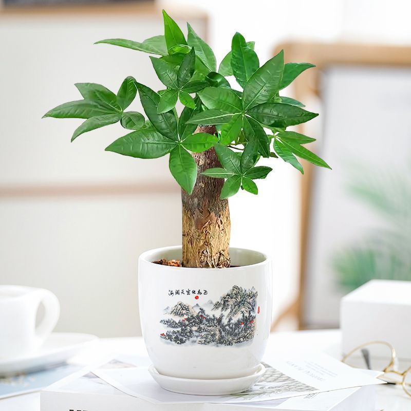 发财树盆栽室内客厅植物花卉土养小盆景绿植办公室招财陶瓷小