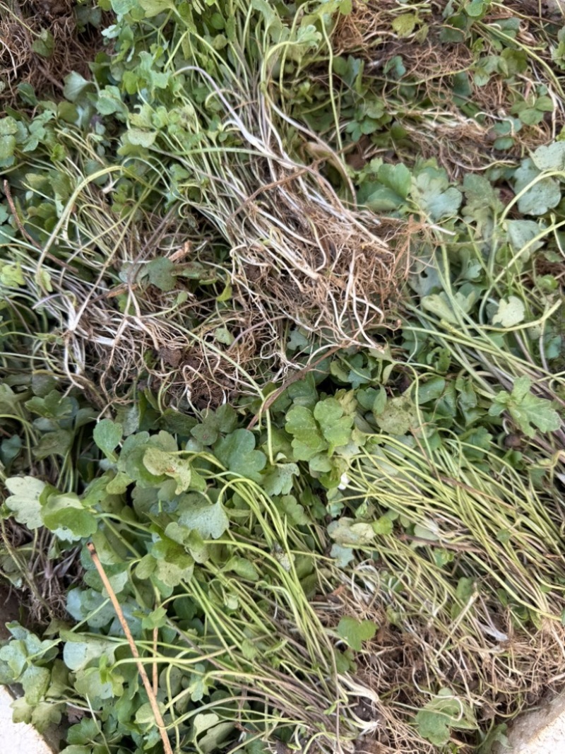 猫爪草精品野生种苗