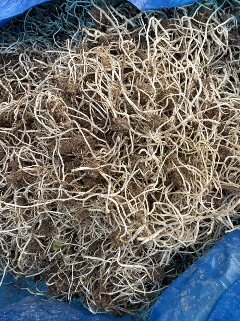 猫爪草精品野生种苗