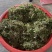 猫爪草精品野生种苗