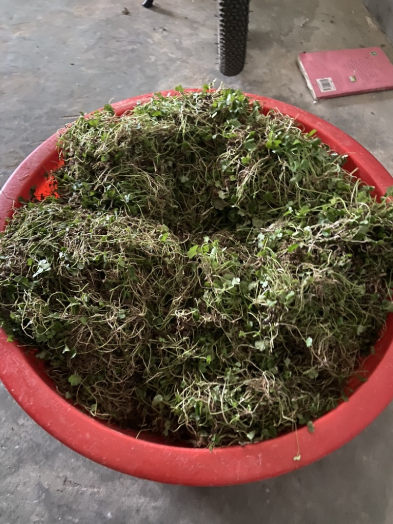 猫爪草精品野生种苗