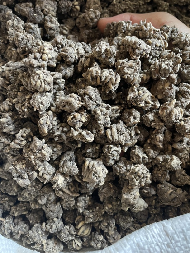 猫爪草中大粒精选货