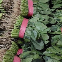 【实力推荐】安阳大叶菠菜-对接电商，市场品质保证欢迎联系
