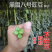 黑眉八号豇豆种子墨绿深绿长豆角早熟耐热耐寒春夏蔬菜蔬菜种