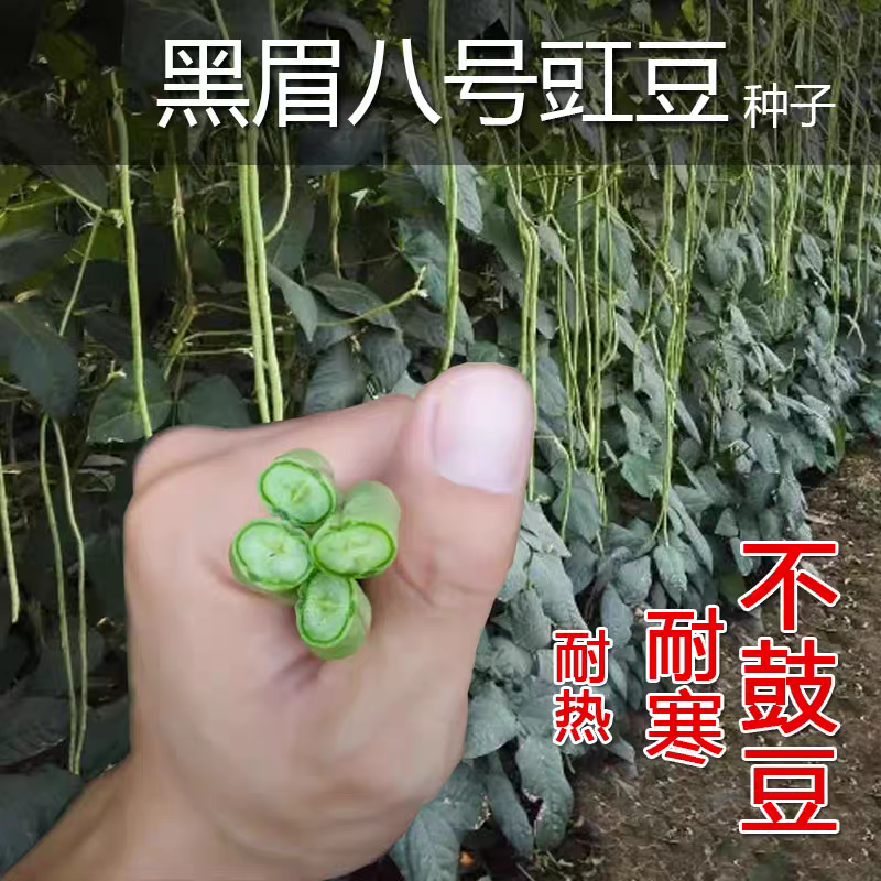 黑眉八号豇豆种子墨绿深绿长豆角早熟耐热耐寒春夏蔬菜蔬菜种
