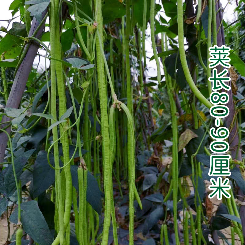 黑眉八号豇豆种子墨绿深绿长豆角早熟耐热耐寒春夏蔬菜蔬菜种