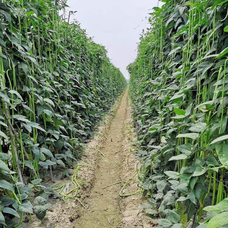黑眉八号豇豆种子墨绿深绿长豆角早熟耐热耐寒春夏蔬菜蔬菜种