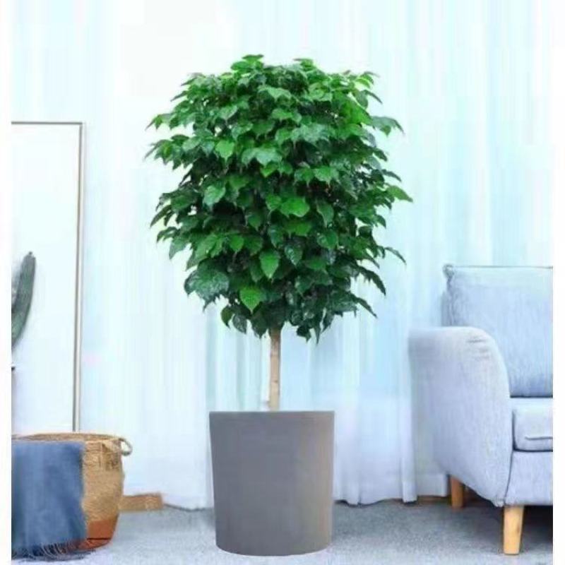 幸福树绿宝大型绿植乔迁花卉盆栽好养易活四季
