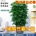 幸福树绿宝大型绿植乔迁花卉盆栽好养易活四季