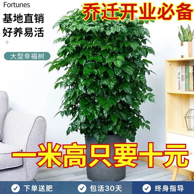 幸福树绿宝大型绿植乔迁花卉盆栽好养易活四季