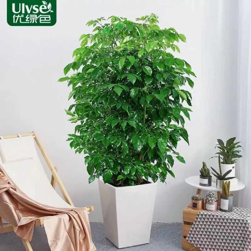 幸福树绿宝大型绿植乔迁花卉盆栽好养易活四季
