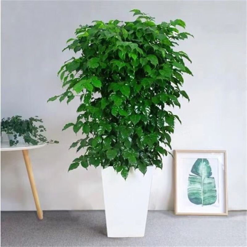 幸福树绿宝大型绿植乔迁花卉盆栽好养易活四季