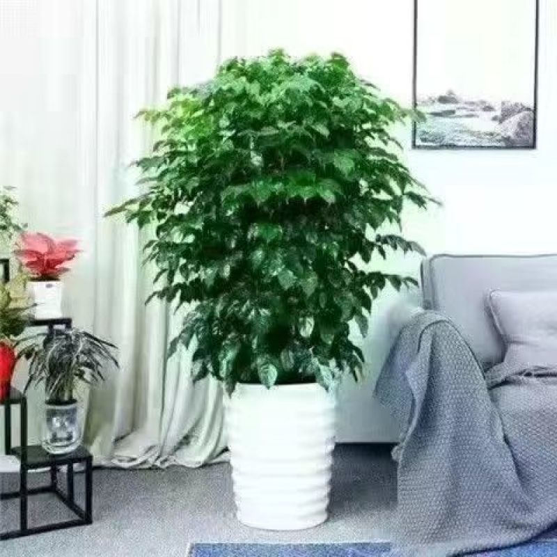 幸福树绿宝大型绿植乔迁花卉盆栽好养易活四季