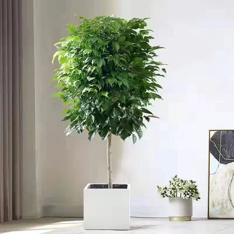 幸福树绿宝大型绿植乔迁花卉盆栽好养易活四季