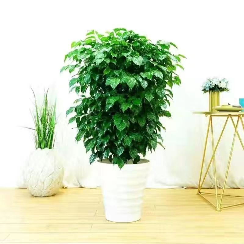 幸福树绿宝大型绿植乔迁花卉盆栽好养易活四季