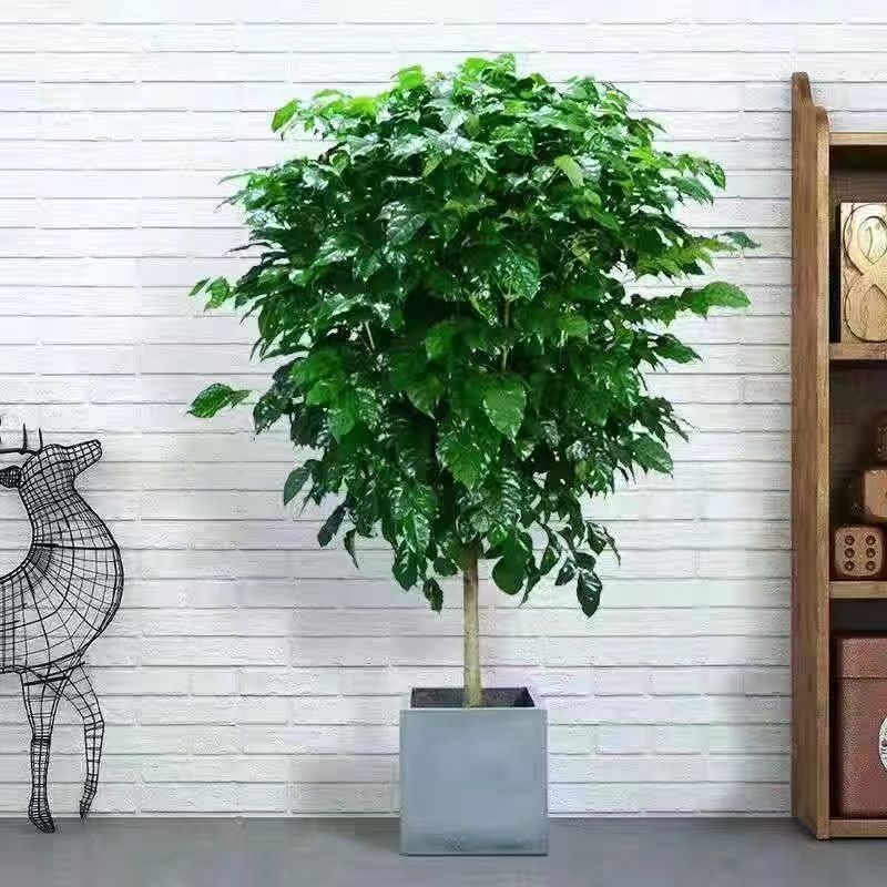 幸福树绿宝大型绿植乔迁花卉盆栽好养易活四季