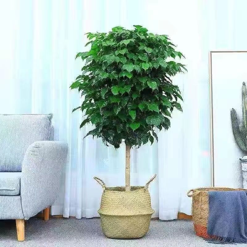 幸福树绿宝大型绿植乔迁花卉盆栽好养易活四季