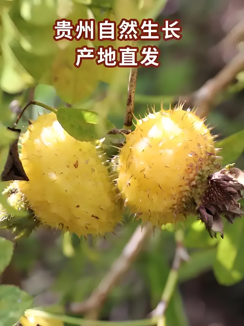 贵州特产，刺梨果脯，品质保证，厂家直发，全国发货。