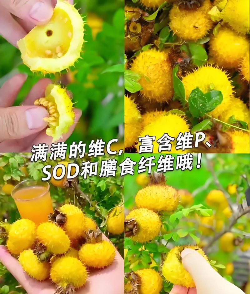 贵州特产，刺梨果脯，品质保证，厂家直发，全国发货。