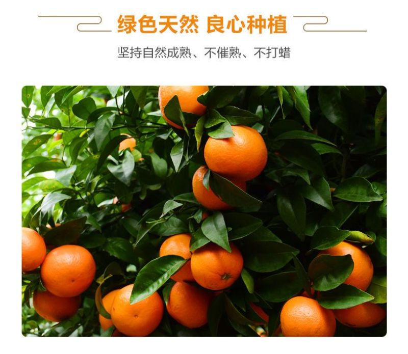 新鲜现摘沃柑皮薄肉多，电商一件代发