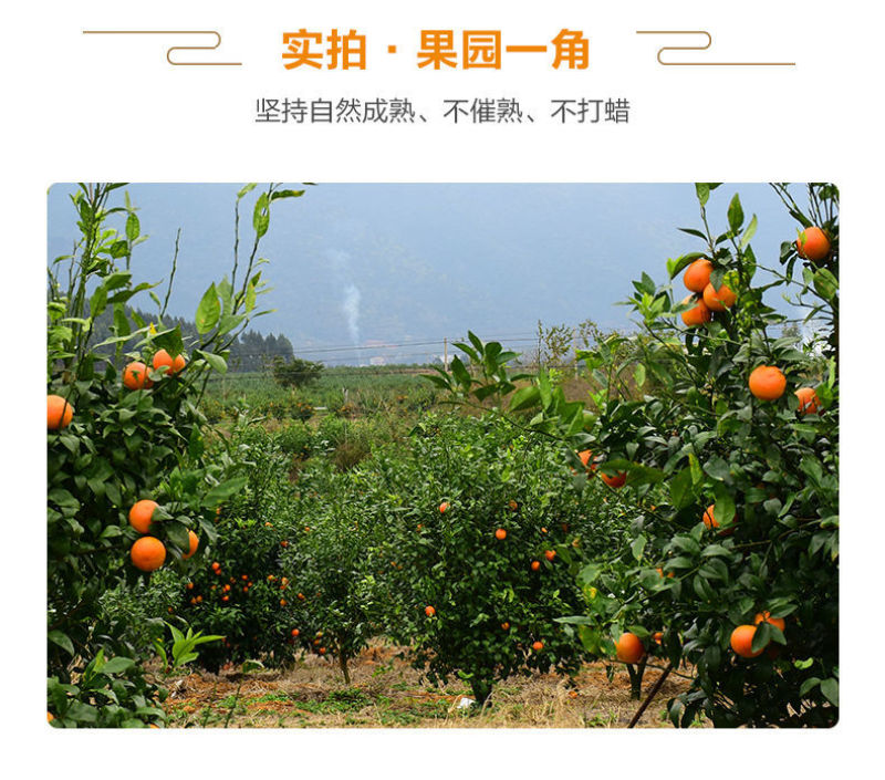 新鲜现摘沃柑皮薄肉多，电商一件代发