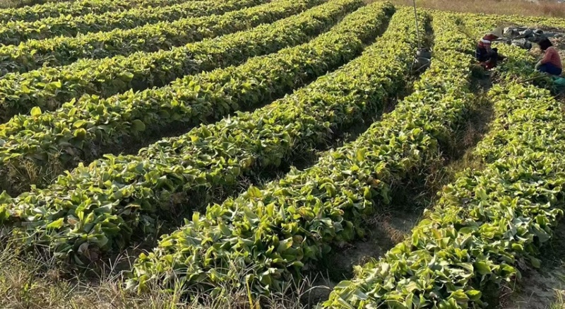 自家种植广东新鲜沙姜，现挖现发，量大从优，价格优惠