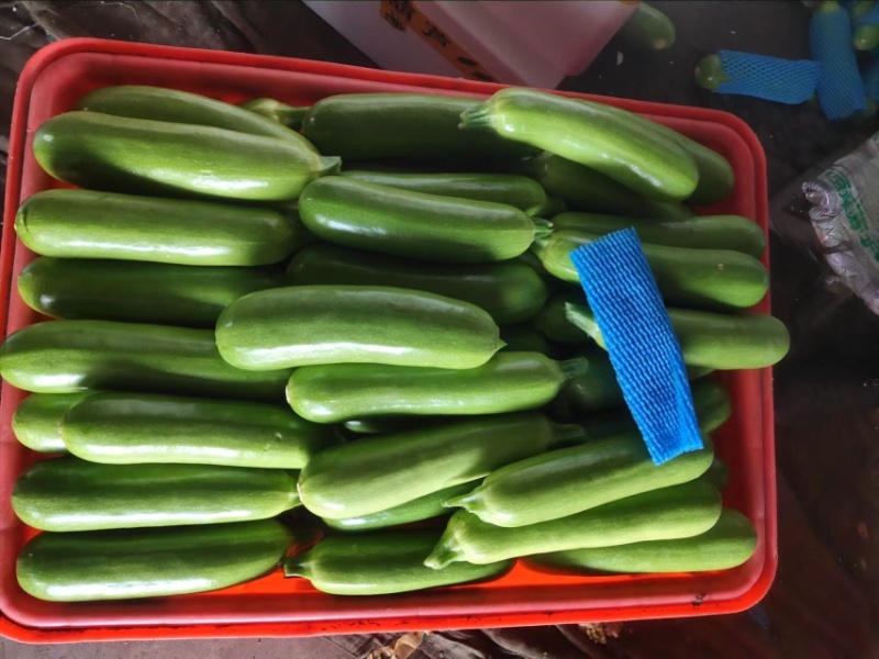西葫芦山东绿皮西葫芦大量供应对接市场电商商超