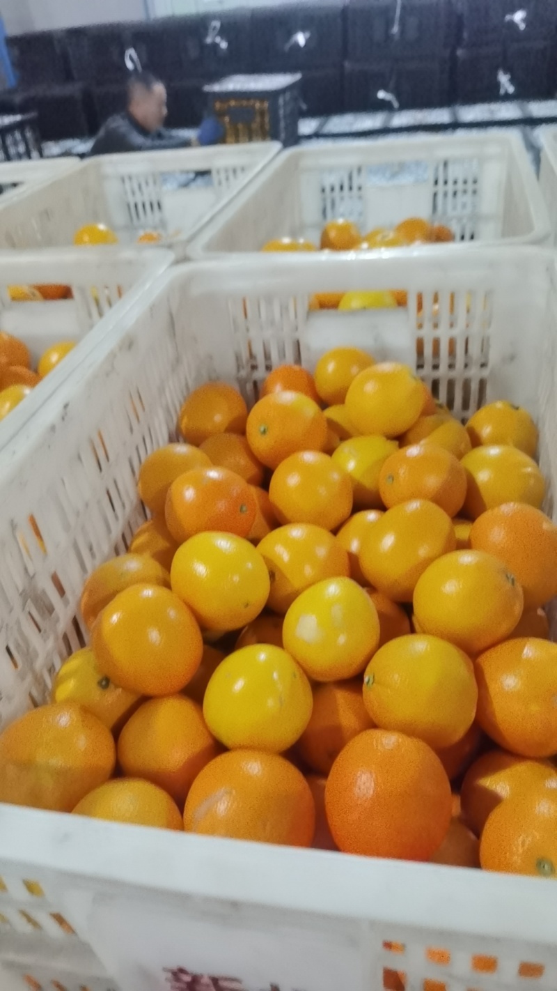 现摘新鲜正宗脐橙皮薄多汁电商一件代发