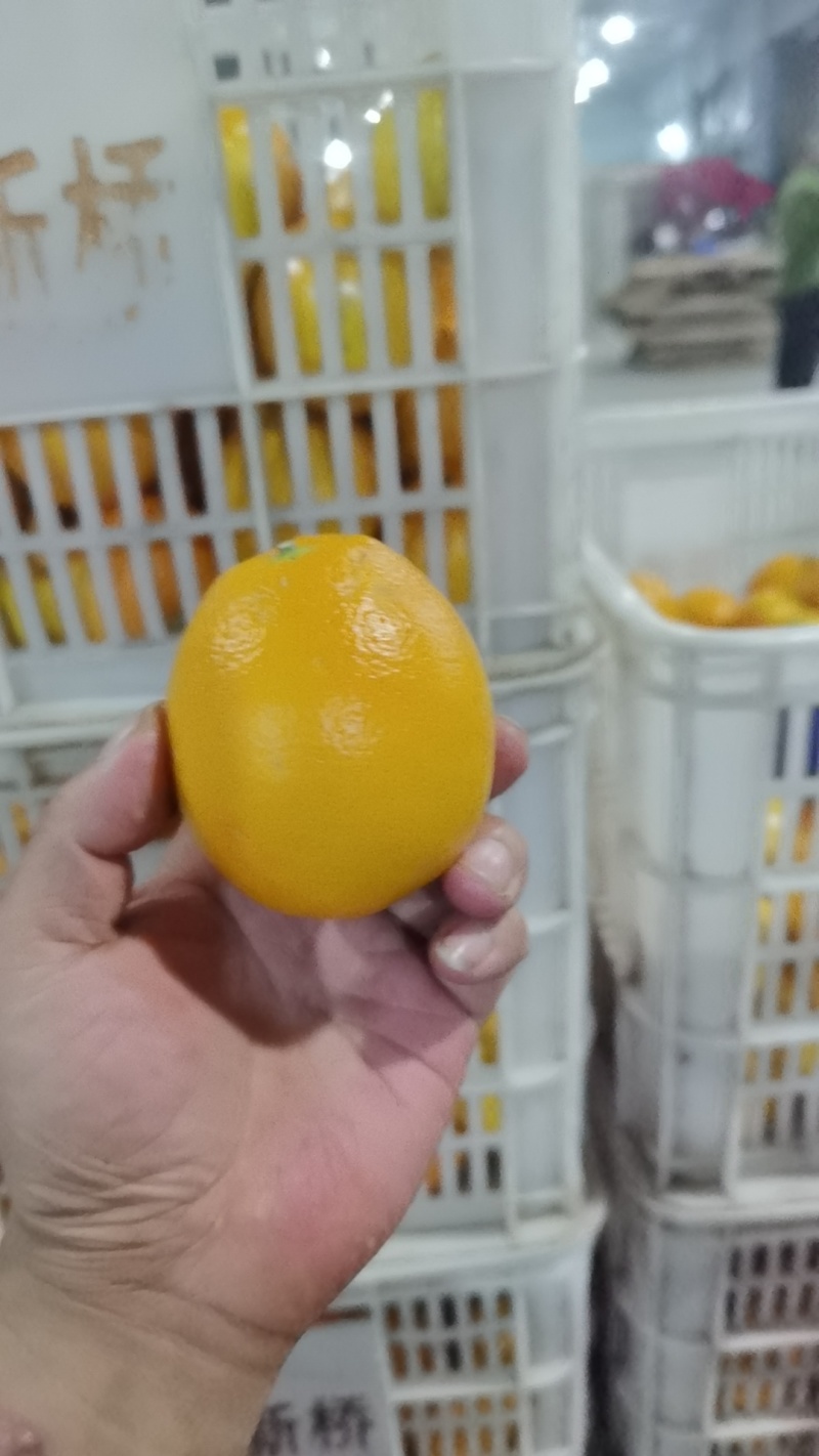 现摘新鲜正宗脐橙皮薄多汁电商一件代发