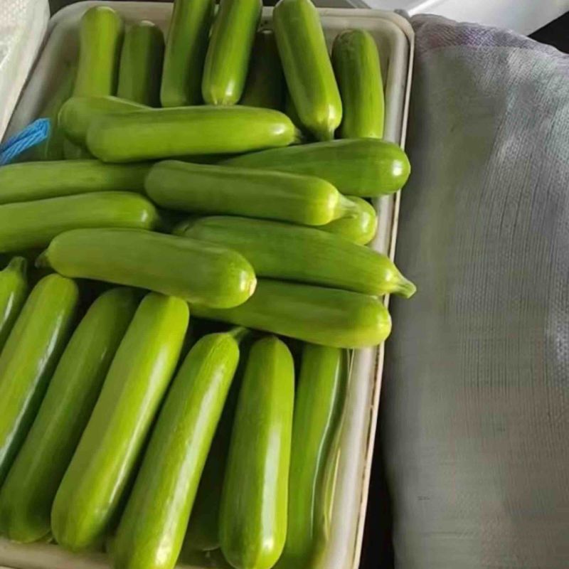 山东西葫芦绿皮西葫芦基地直发品质保证全国发货