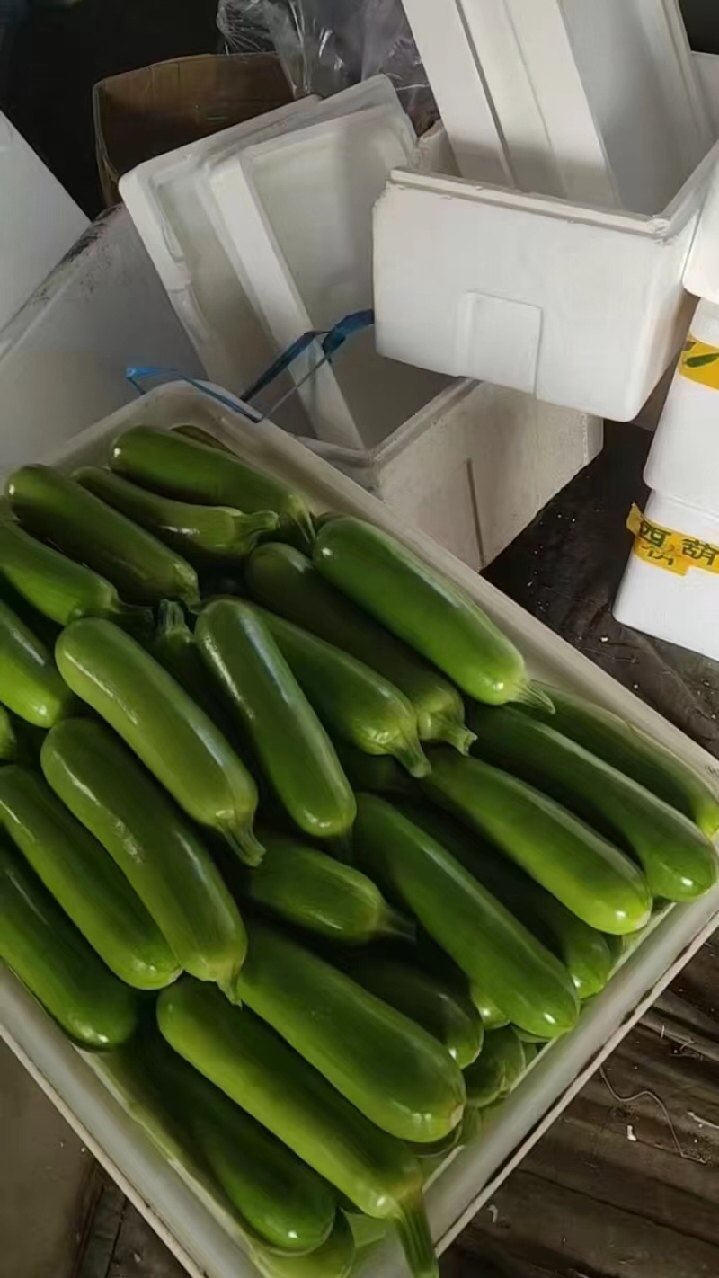 山东西葫芦绿皮西葫芦基地直发品质保证全国发货