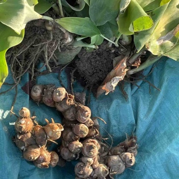 广东新鲜沙姜，现挖现发，自家种植，无中间商