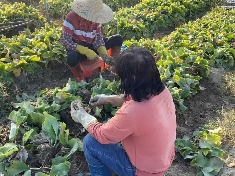 广东新鲜沙姜，现挖现发，自家种植，无中间商