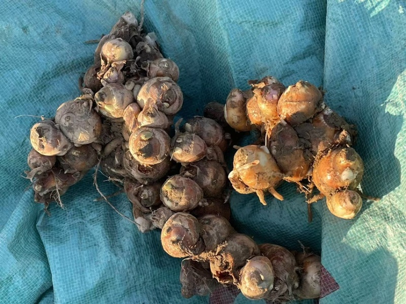 广东新鲜沙姜，现挖现发，自家种植，无中间商