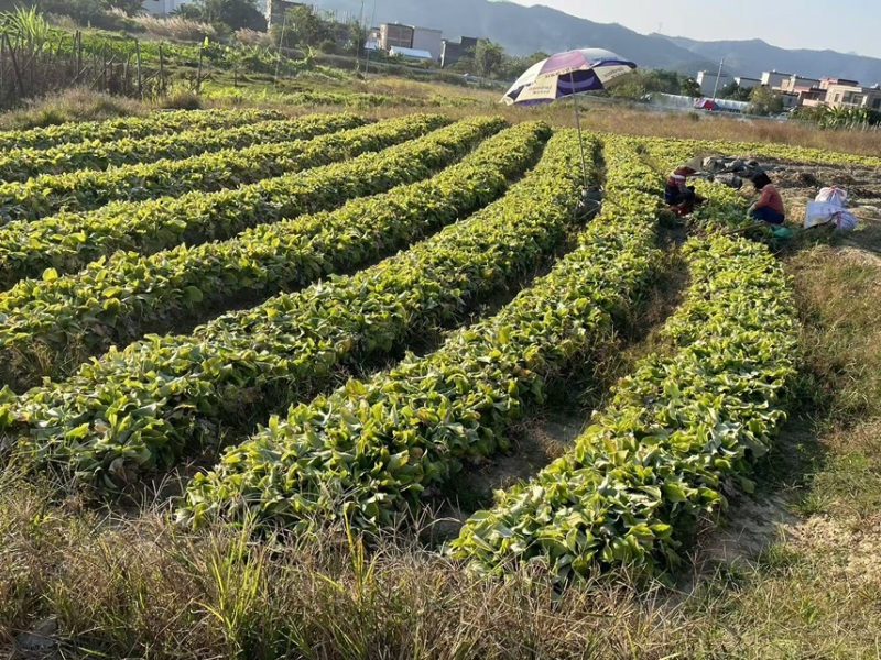 广东新鲜沙姜，现挖现发，自家种植，无中间商