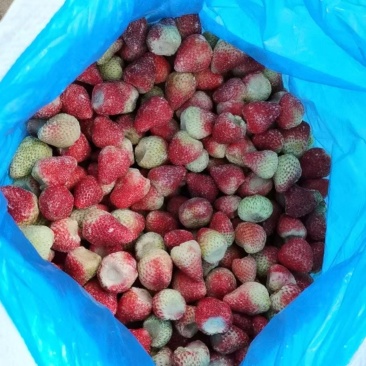 草莓工厂果，加工果