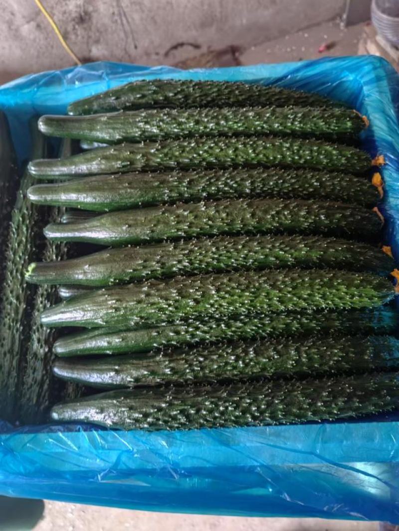 新秧中合19.密刺黄瓜目前大量上市需要的抓紧联系货源充足