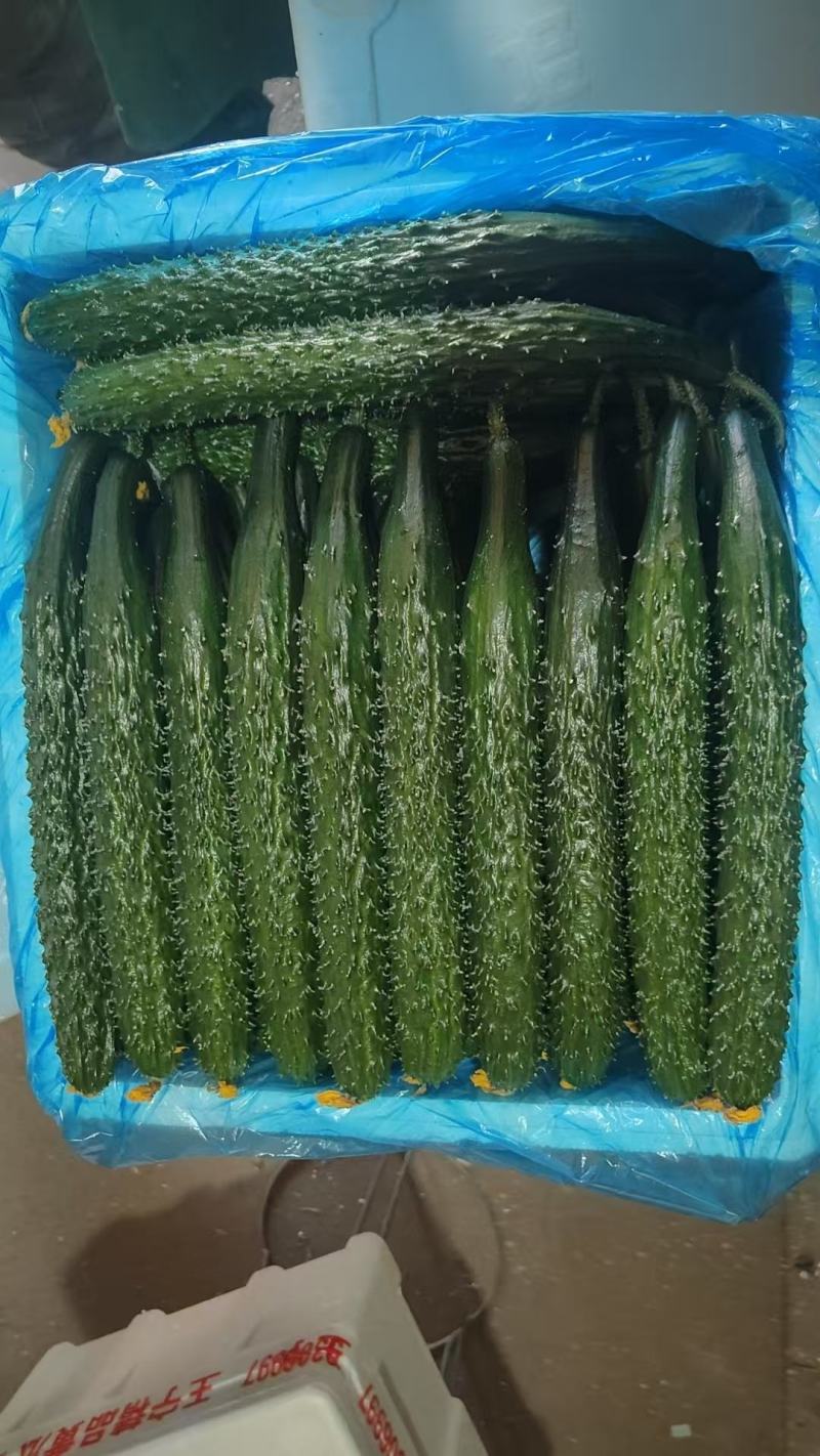 新秧中合19.密刺黄瓜目前大量上市需要的抓紧联系货源充足