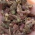 甘肃精品款冬花产地直销量大从优