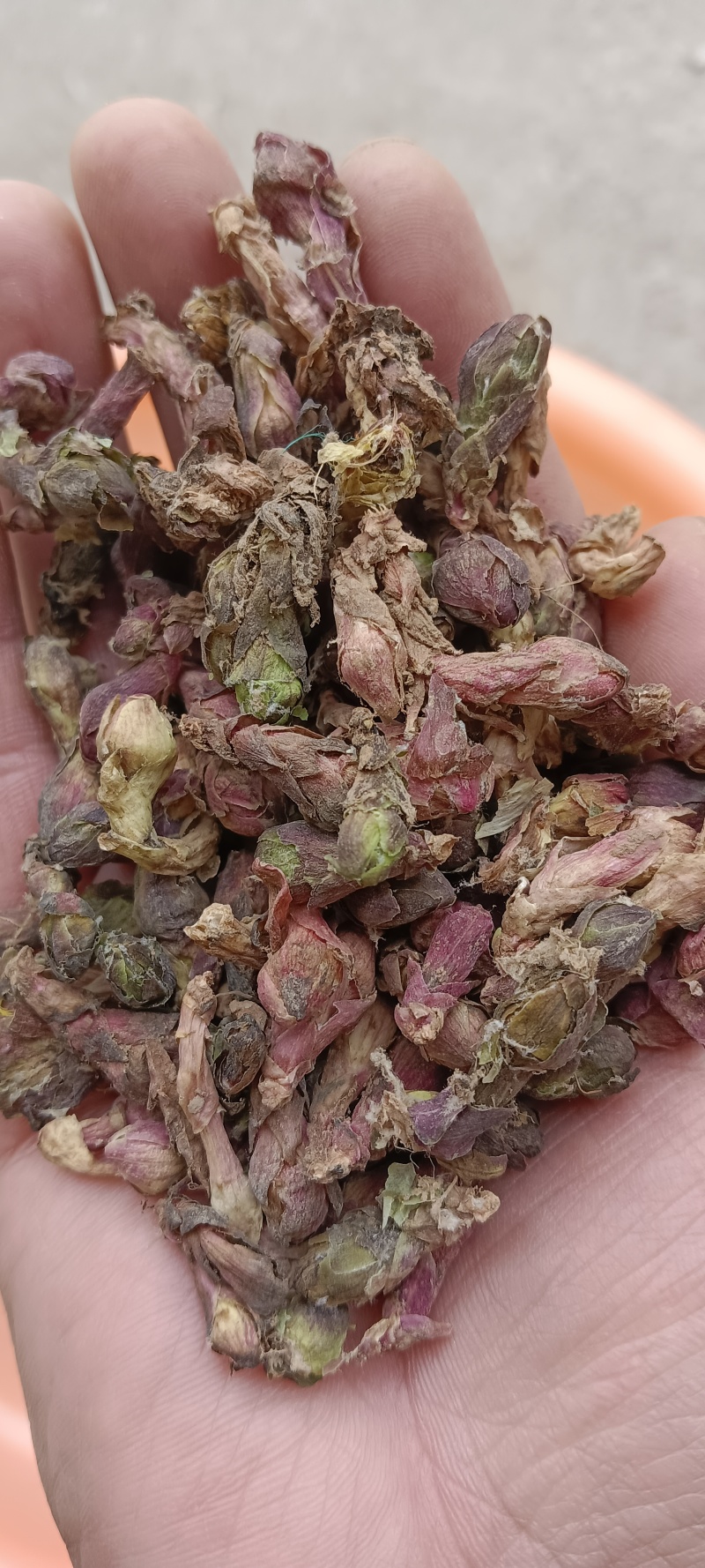 甘肃精品款冬花产地直销量大从优