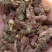 甘肃精品款冬花产地直销量大从优