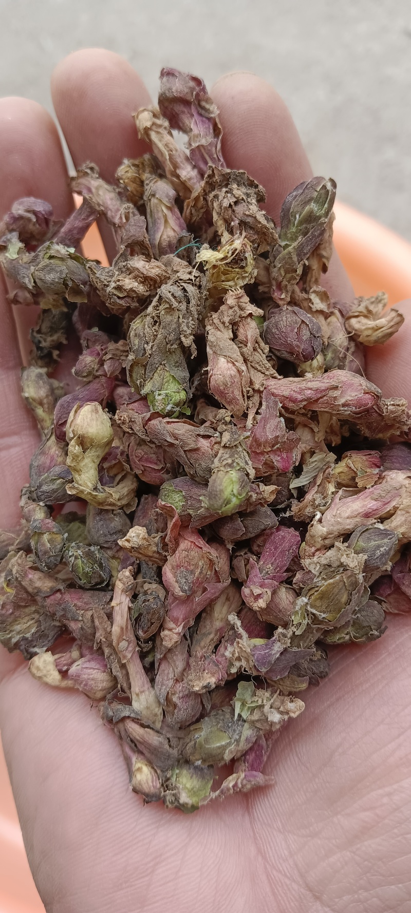 甘肃精品款冬花产地直销量大从优