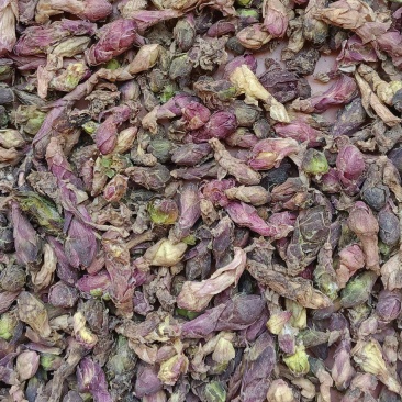 甘肃精品款冬花产地直销量大从优