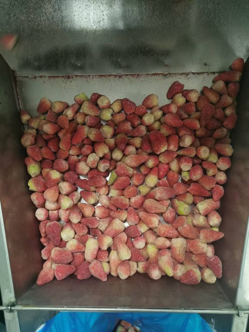 草莓工厂果，加工果