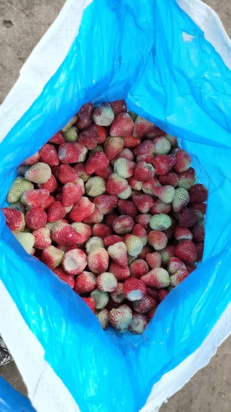 草莓工厂果，加工果