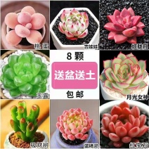 精品多肉多肉植物组合盆栽大颗多肉植物桃蛋玉露绿植